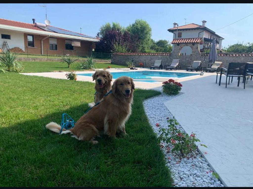 Cani Piscina